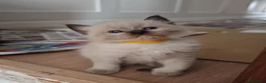 Ragdoll 3