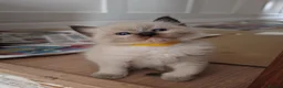Ragdoll cats for sale: ​Beautiful Ragdoll Kittens  Boys & Girls Available - Advert 15