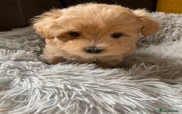 Maltipoo dogs for sale: Tiny Maltipoo Puppies - Image 11