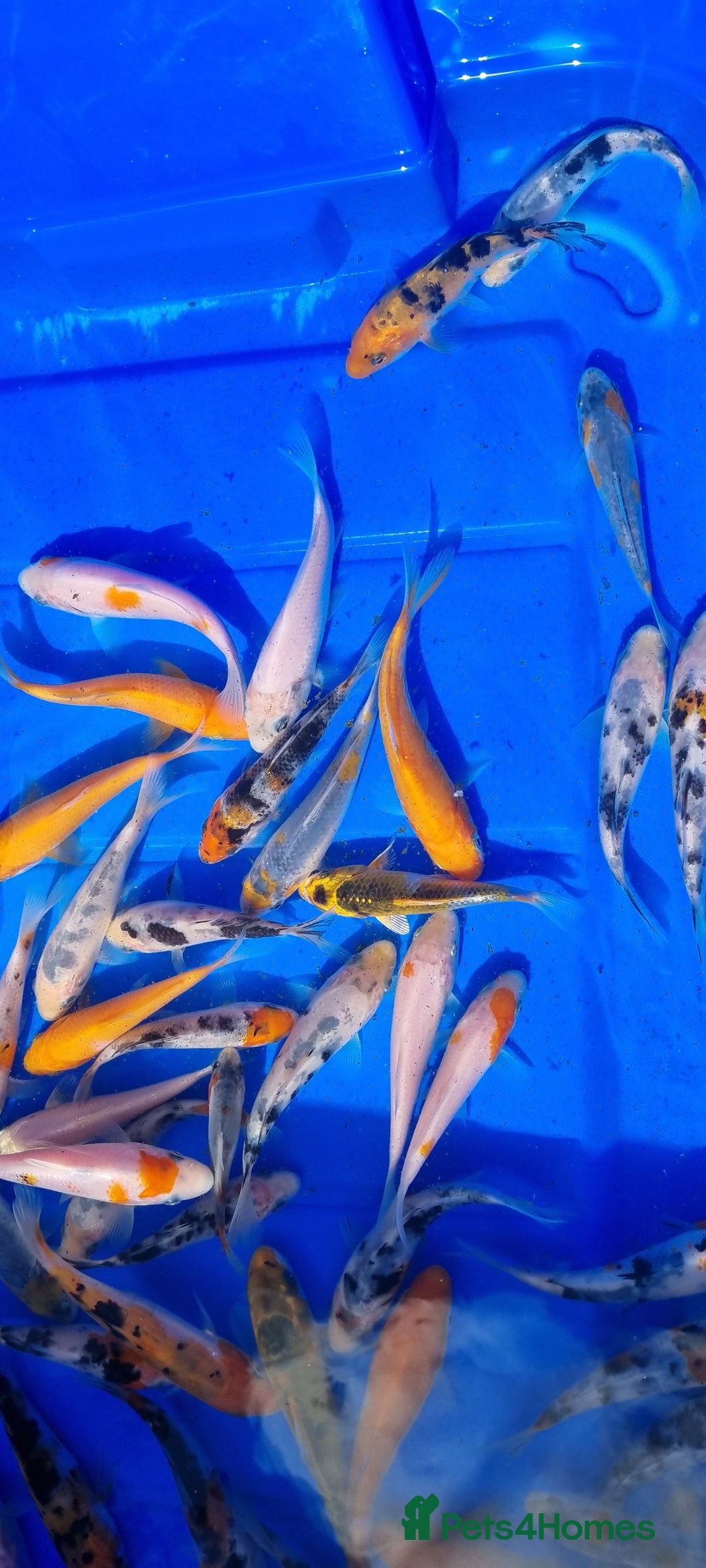 Koi Carp fish for sale: 2 to 4 inch Mixed Koi Carp Fry: young pond fish - Image 19