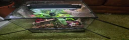 Frog reptiles for sale: Bioactive Dart Frog Vivarium 45cmPlanted/Automated - Advert 5