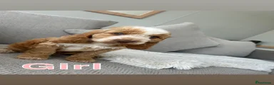 Cockapoo 5