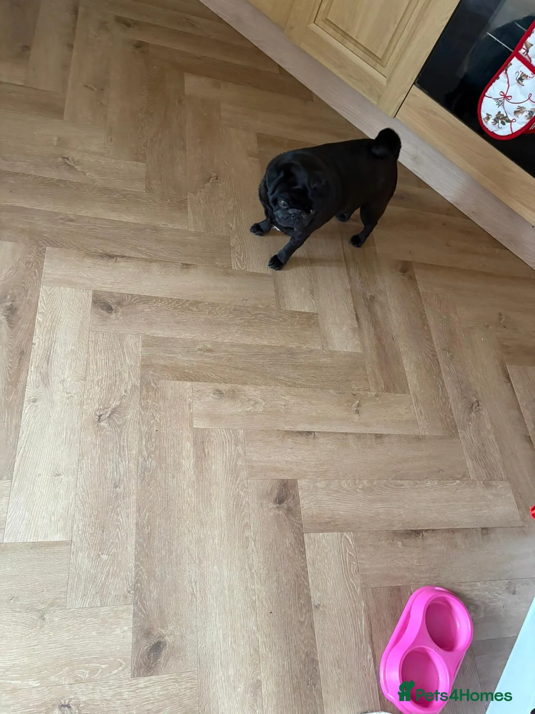 Pug dogs for adoption: Dora Aged 5 years Old 🌷 🌹  - Advert 5