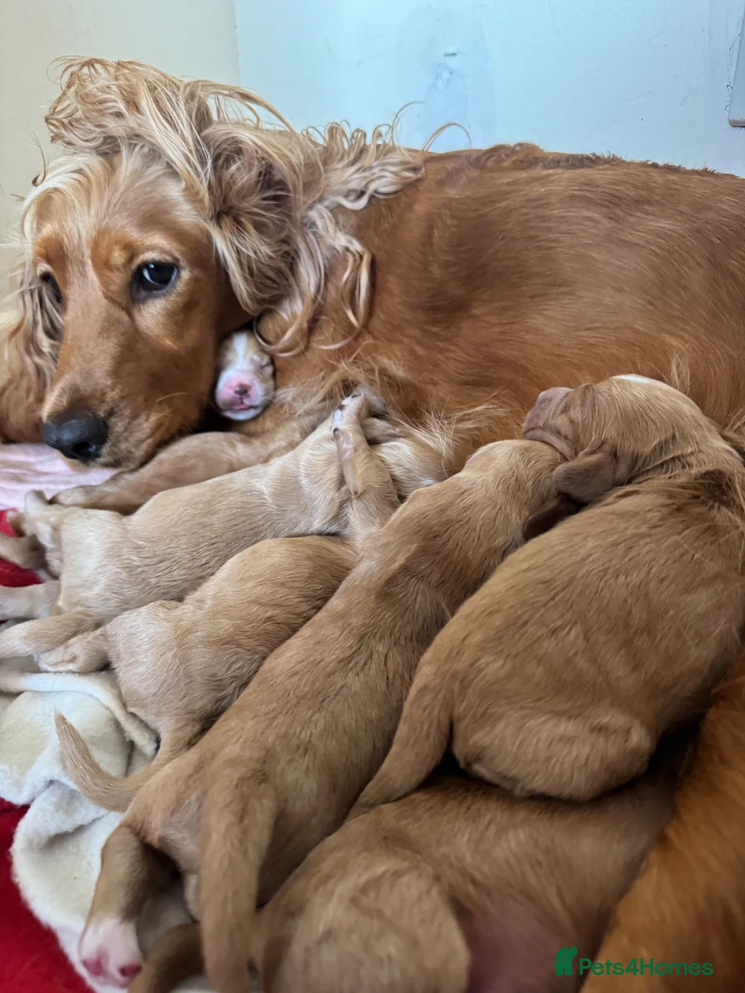 Cocker Spaniel dogs for sale: Golden & Red Cocker Spaniel puppies in Ulverston - Advert 11