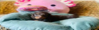 Miniature Dachshund Puppy 3
