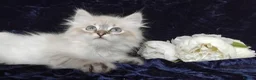 Siberian cats for sale: Siberian Kittens For Sale  - Advert 11