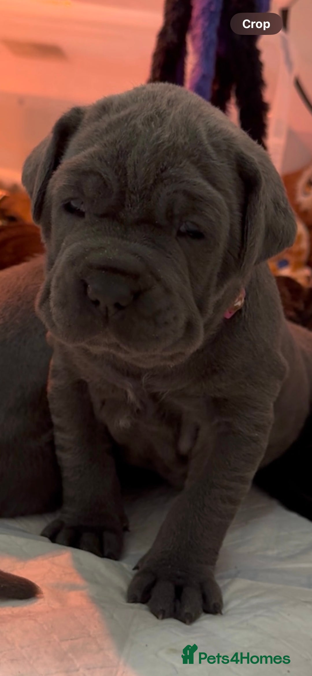 Neapolitan Mastiff dogs for sale:  Neapolitan mastiff puppies Newcastle  - Image 3