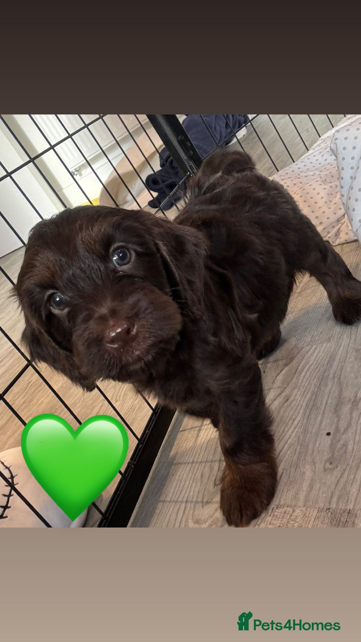 Cockapoo dogs Ready now (3 girls, 2 boys) - Advert 14
