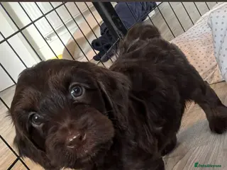 Cockapoo dogs Ready now (3 girls, 2 boys) - Advert 15