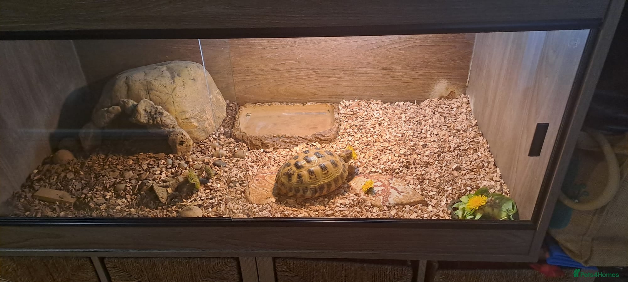 Tortoise reptiles Horsefield Tortoise - Advert 2