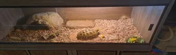 Tortoise reptiles for sale: Horsefield Tortoise in Derby - Advert 2