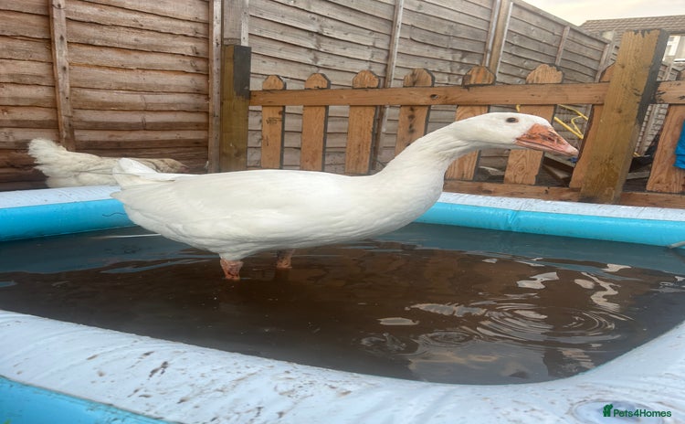 Geese poultry - Advert 1