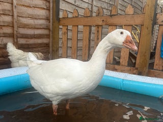 Geese poultry - Advert 1