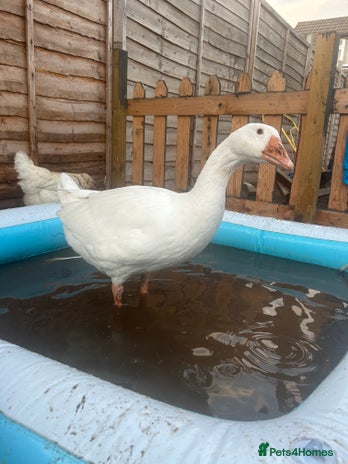 Geese poultry - Advert 1