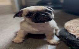 Pug dogs for sale: Beautiful pug pups ready for there forever homes  - Image 9