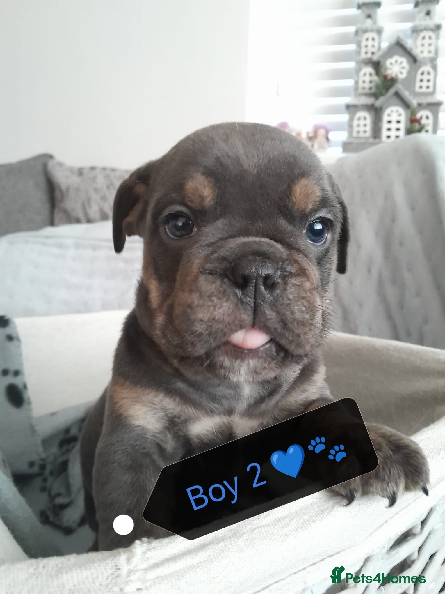 Mixed Breed dogs 🐾🐶Stunning New English Bulldog Puppies🐶🐾 - Advert 4