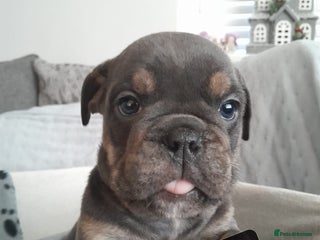 Mixed Breed dogs 🐾🐶Stunning New English Bulldog Puppies🐶🐾 - Advert 4