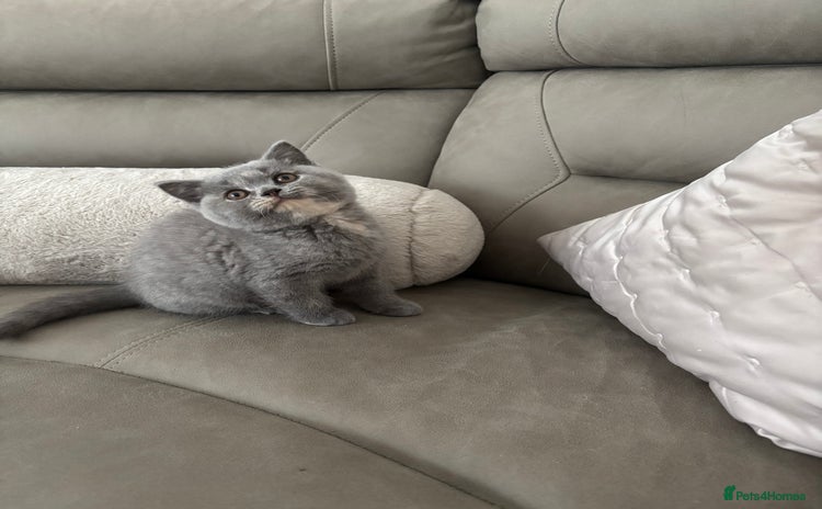 Brazilian Shorthair cats - Advert 3