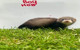 Ferret rodents for sale: Mixed Young Ferrets 10-12 weeks old  - Image 4