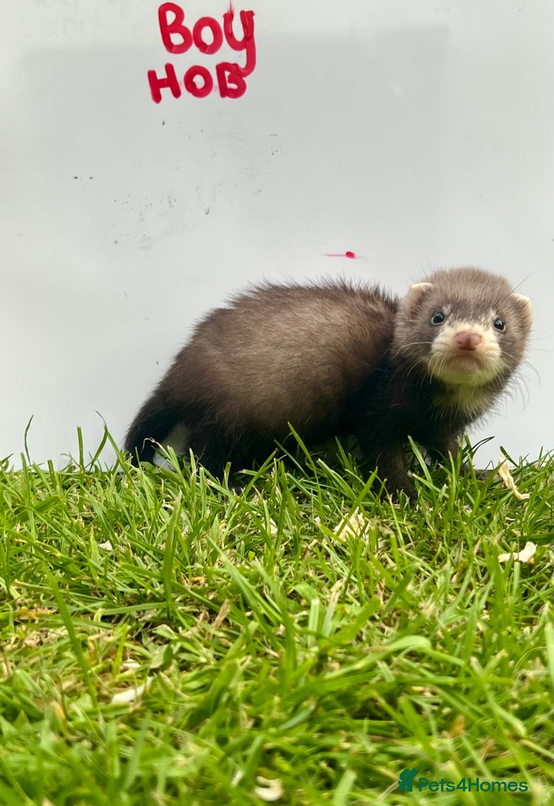Ferret rodents for sale: Mixed Young Ferrets 10-12 weeks old  - Image 4