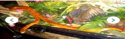 Corn Snake reptiles for sale: Corn snakes forsale 2025 corn snakes 2026 clutches - Advert 30