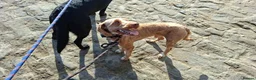 Cockapoo dogs for sale: Sully – loving Cockapoo looking for the right home in Nottingham - Advert 3
