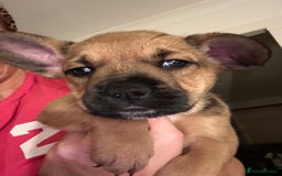 Mixed Breed dogs for sale: Follie (French bulldog / border collie) pups 4sale - Image 18