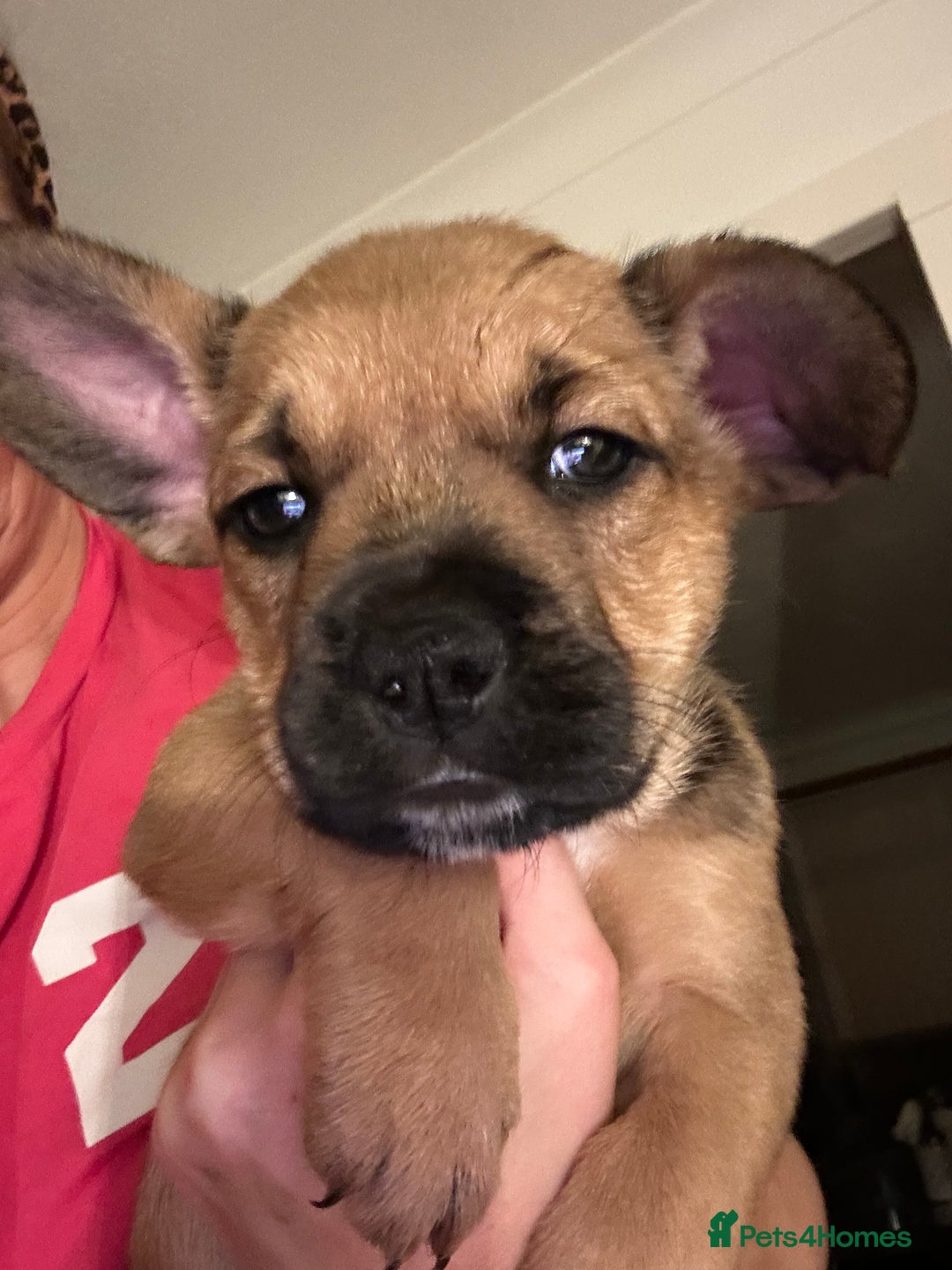 Mixed Breed dogs for sale: Follie (French bulldog / border collie) pups 4sale - Image 18