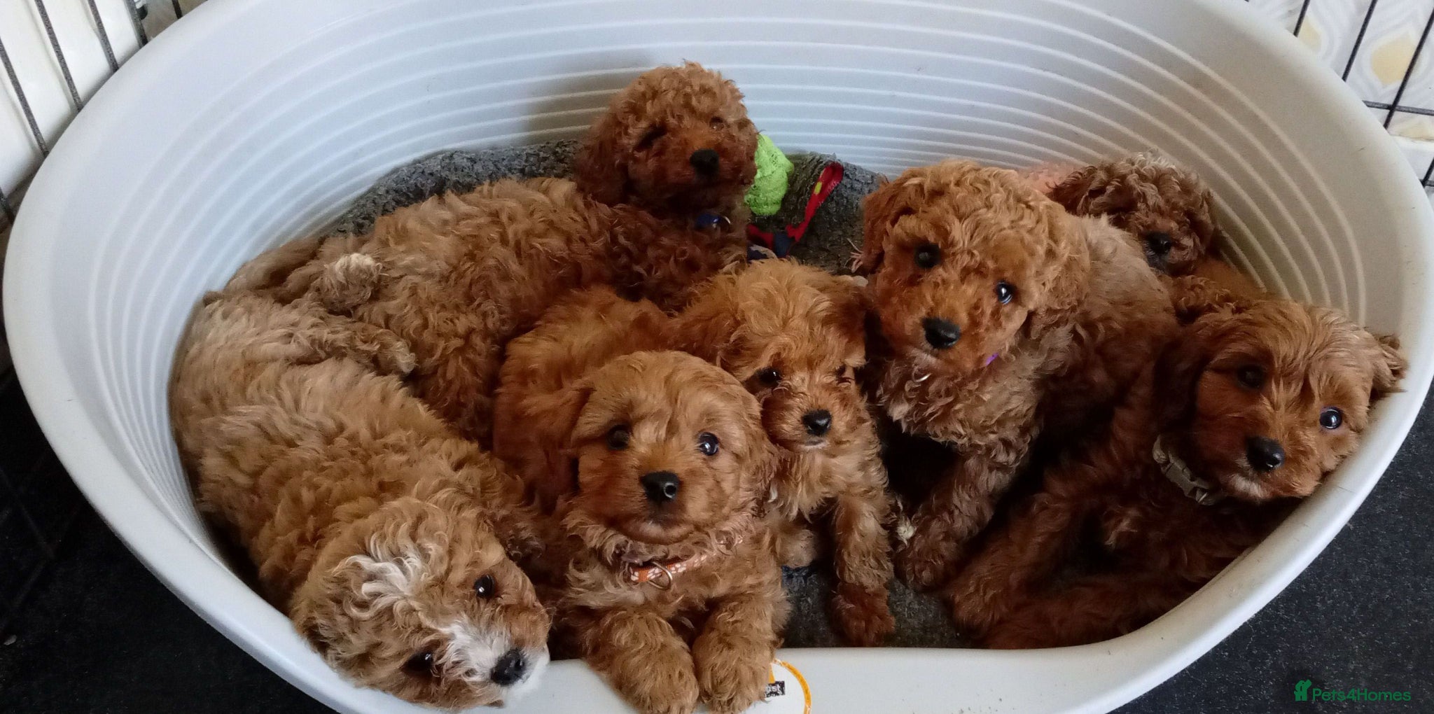 Cavapoo dogs Beautiful cavapoo puppies  - Advert 17