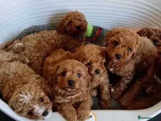 Cavapoo dogs Beautiful cavapoo puppies - Advert 17