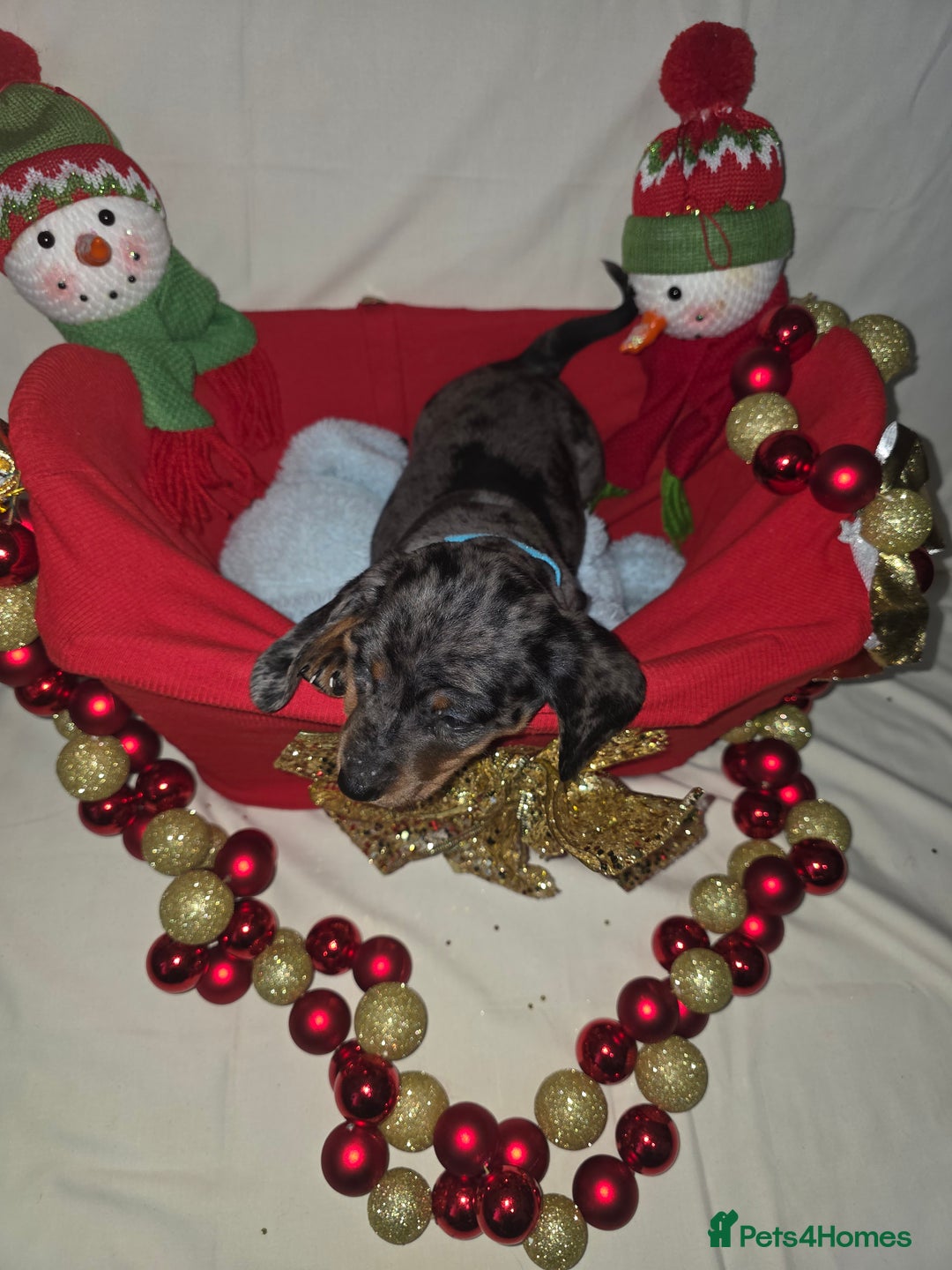 Miniature Dachshund dogs for sale: Miniature dachshund  - Advert 21