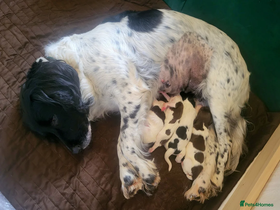 English Springer Spaniel dogs for sale: STUNNING SPRINGER SPANIEL PUPPIES - Advert 9