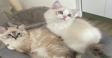 Ragdoll cats - Advert 2
