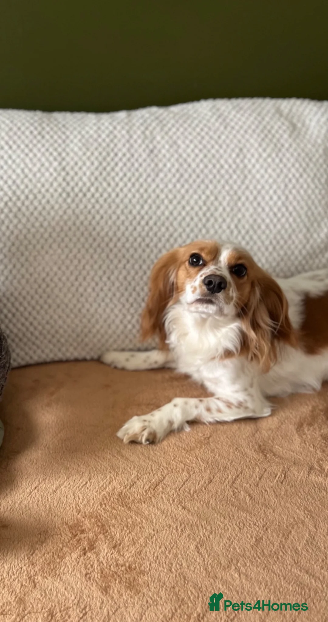 Cockalier dogs for sale: Thistle 🤍 - Advert 4