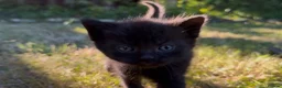 Mixed Breed cats for sale: Stunning Sheba female kitten - Advert 5