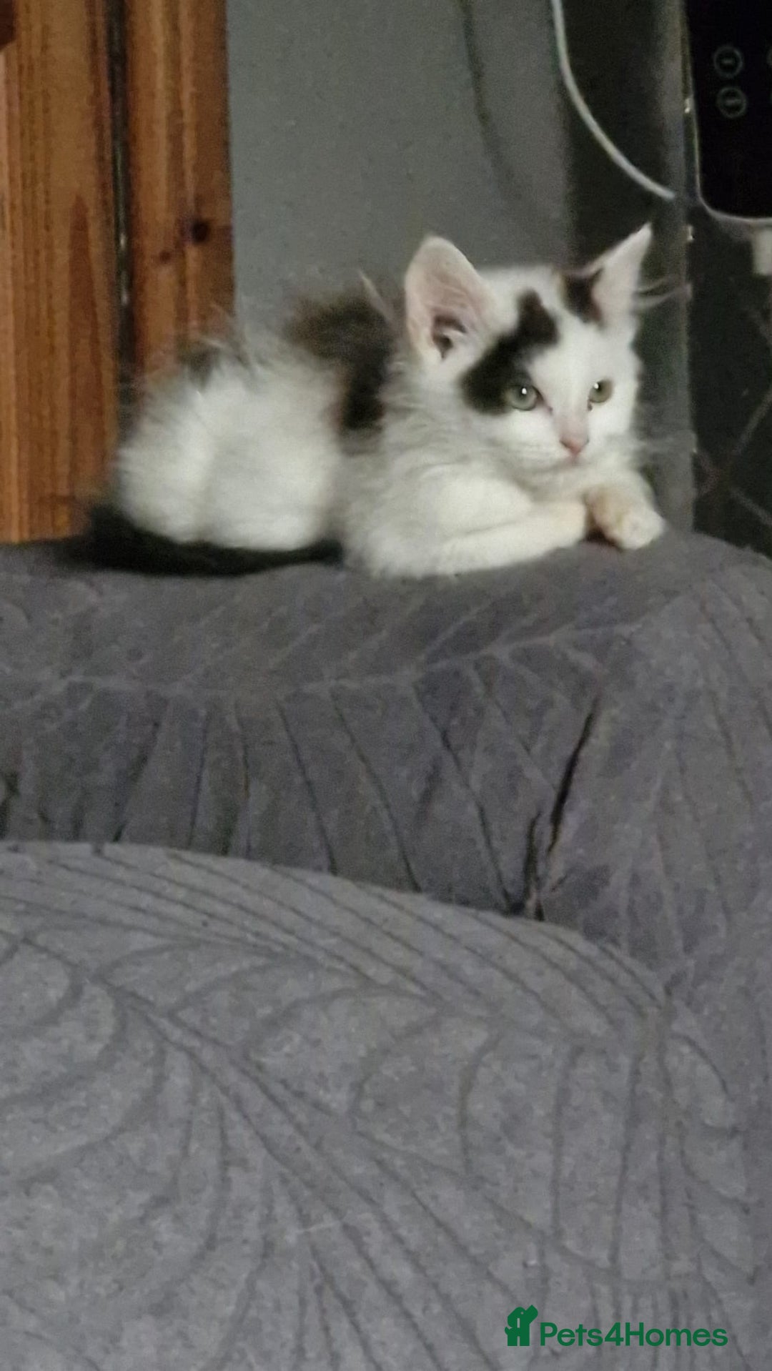 Mixed Breed cats for sale: Daisy needs a home! - Advert 3