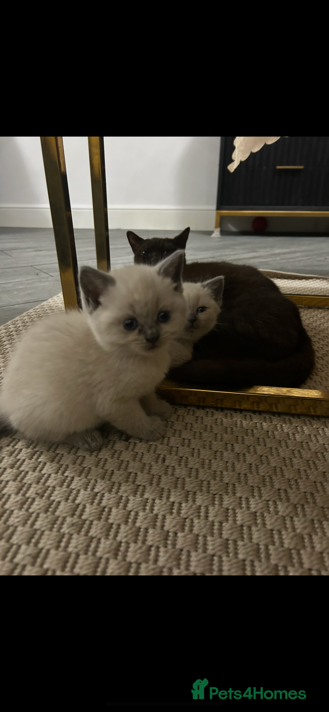 British Shorthair cats for sale: British short hair/british longhair - Image 5