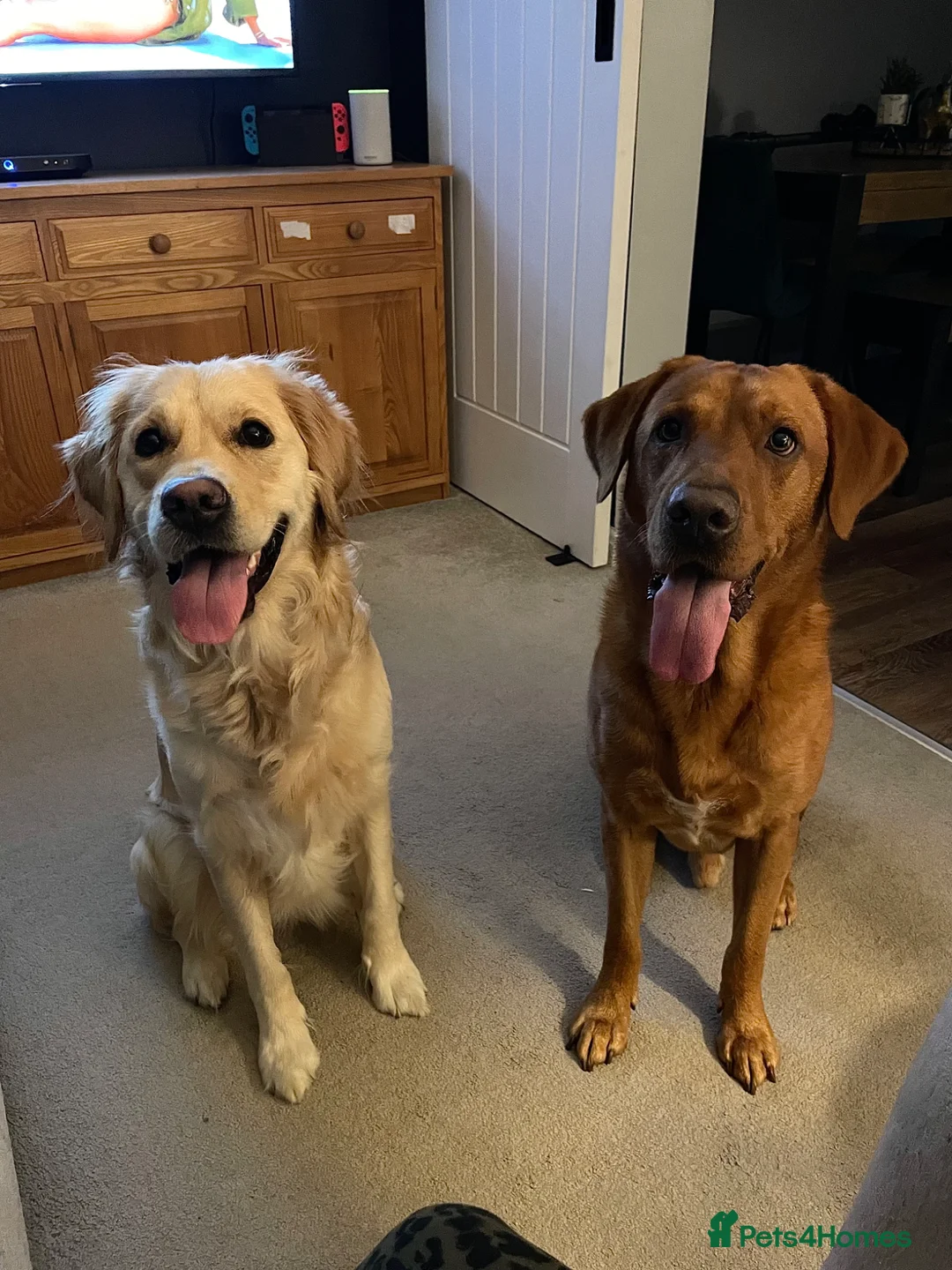 Goldador dogs for sale: Goldador puppies in Norwich - Advert 1