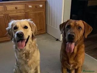 Goldador dogs Goldador puppies - Advert 1