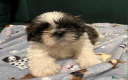 Shih Tzu dogs for sale: Shti tzu Puppies for sale with a good home in Gloucester - Image 14