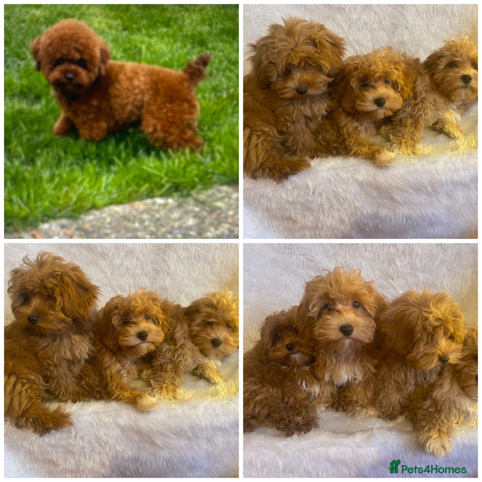 Maltipoo dogs DNA clear toy Asian lines maltipoo - Advert 18