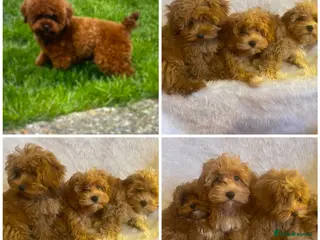 Maltipoo dogs DNA clear toy Asian lines maltipoo - Advert 18