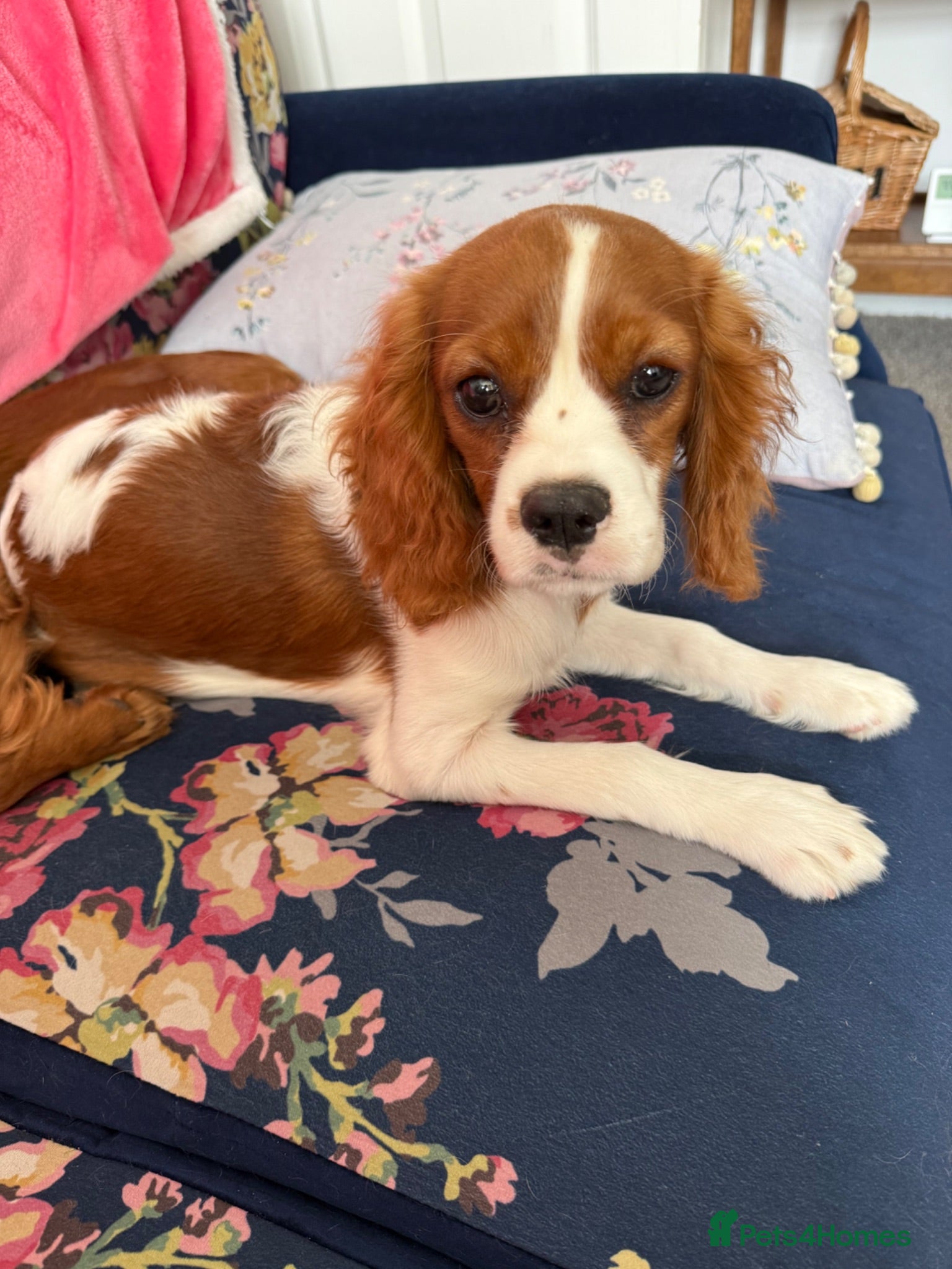 Cavalier King Charles Spaniel dogs Adorable puppies - Advert 5