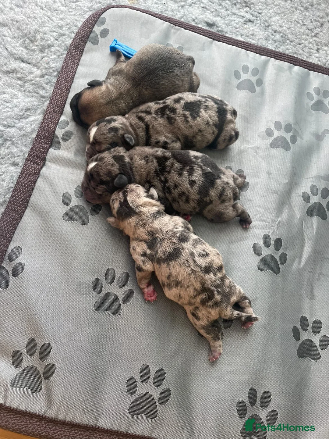 French Bulldog dogs for stud: blue Merle French bulldog stud  in Birmingham - Advert 4