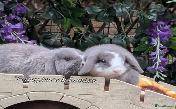 Mini Lop rabbits - Advert 12