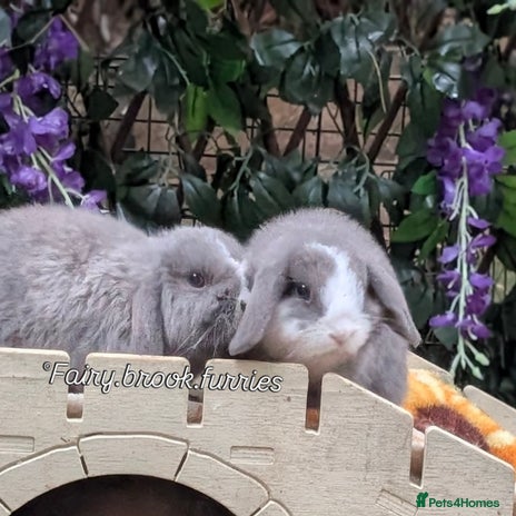 Mini Lop rabbits - Advert 12
