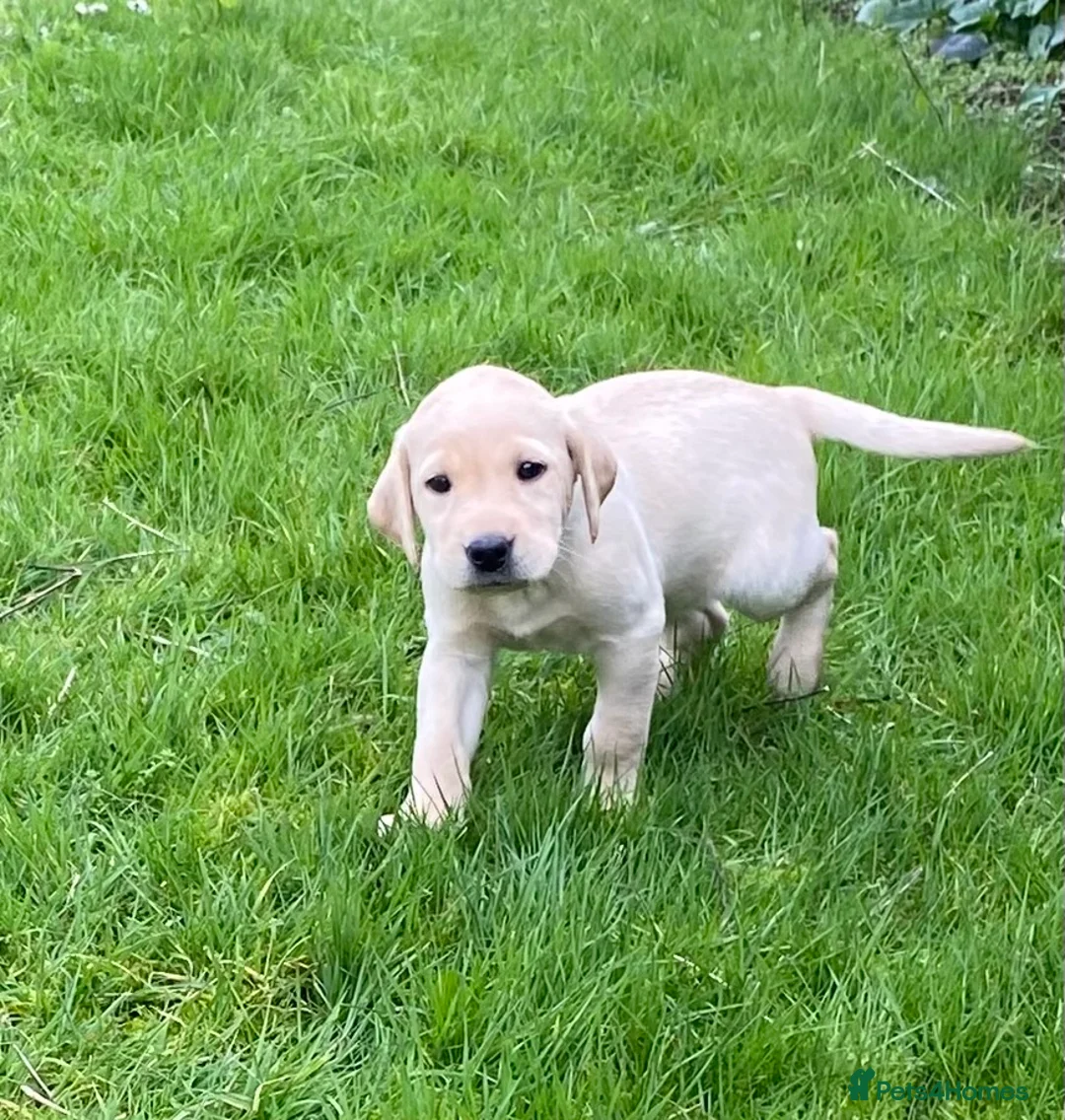Labrador Retriever dogs for sale: Beautiful Well Bred KC Reg Labrador Puppies - Advert 7