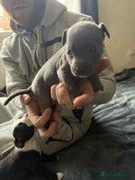 Staffordshire Bull Terrier dogs - Advert 6