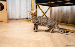 Bengal cats for sale: Bailey-TICA Bengal Girl, Excellent Genetic & Look - Image 16