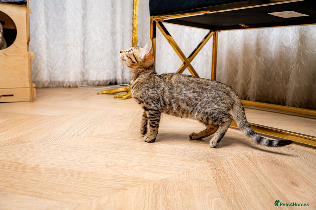 Bengal cats for sale: Bailey-TICA Bengal Girl, Excellent Genetic & Look - Image 16
